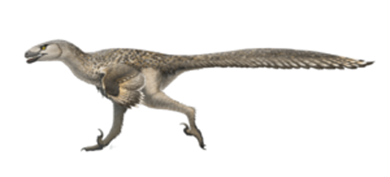 dromaeosaurus