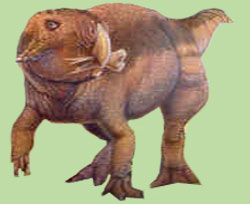 amargasaurus fossil